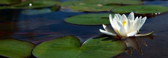Clairsentience, capacité médiumnique