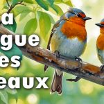 La langue des oiseaux dans le Tarot de Marseille