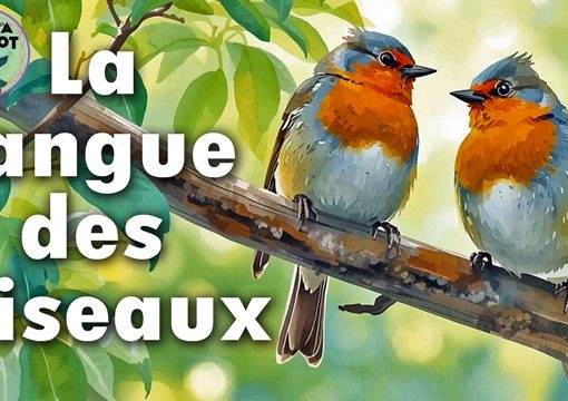 La langue des oiseaux dans le Tarot de Marseille